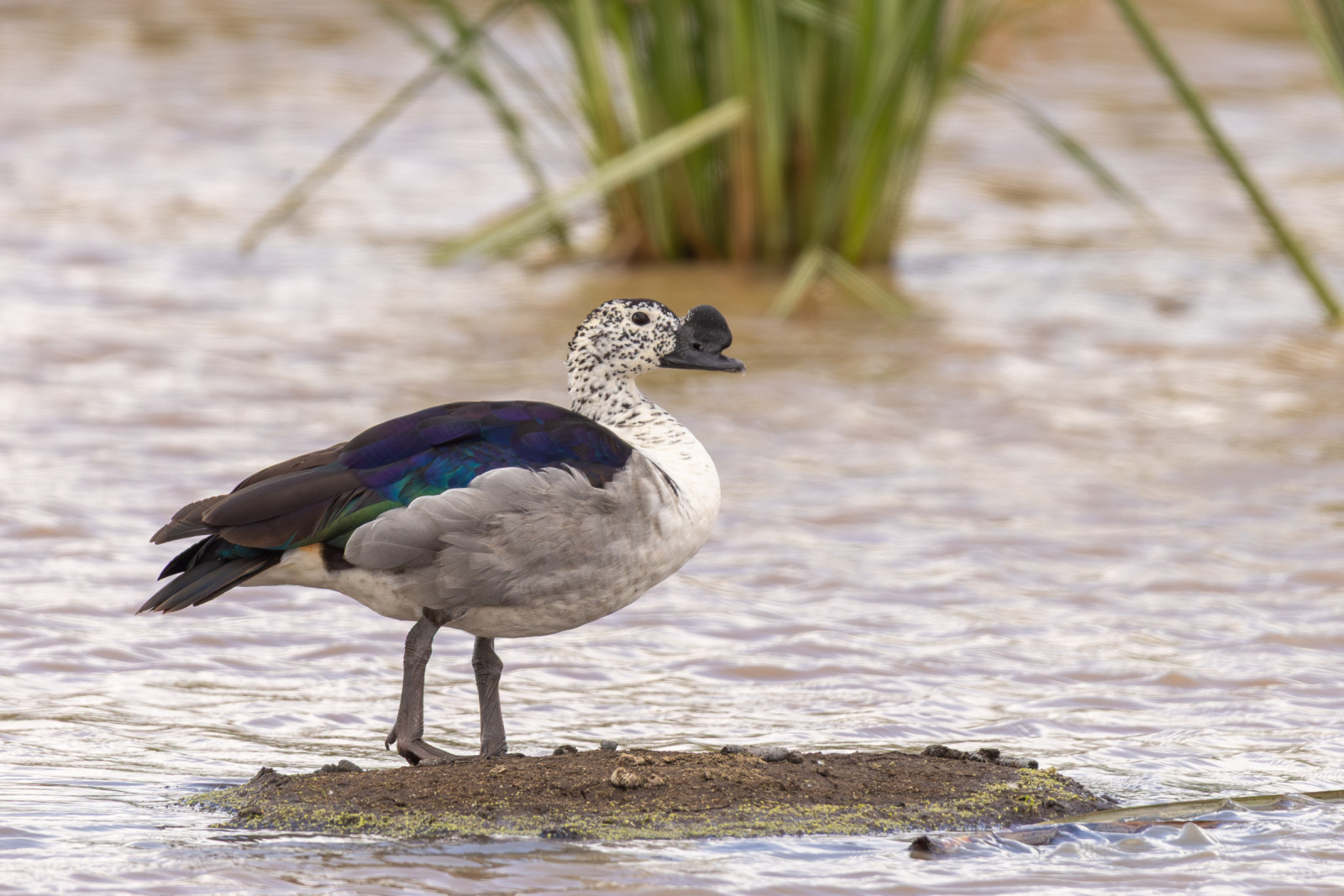 image Knob-billed Duck